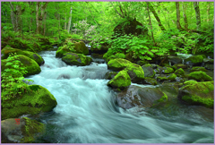奥入瀬「万緑.中石ヶ戸の流れ」