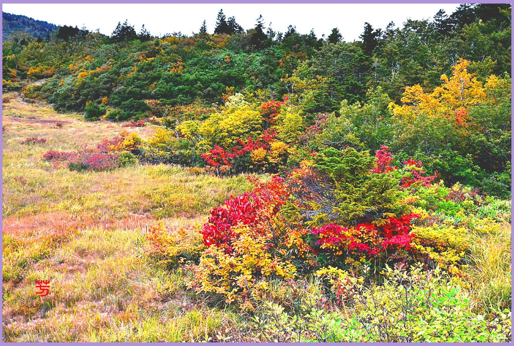　北八甲田山「八甲田湿原」