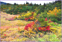 　北八甲田山「八甲田湿原」