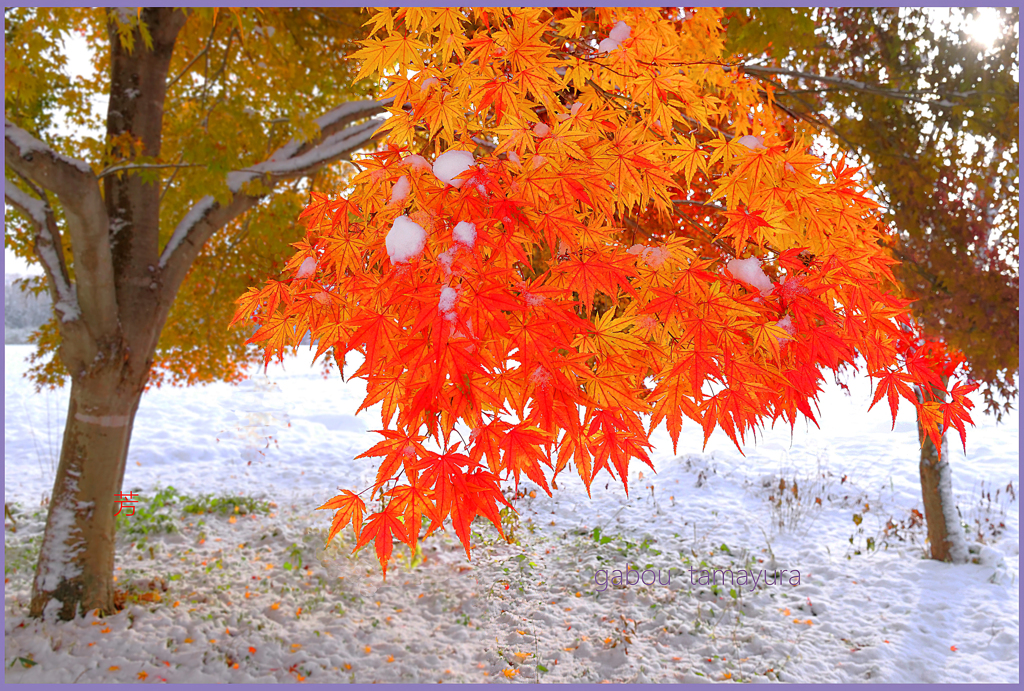 初雪 の翌日 3」