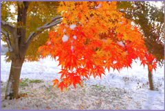 初雪 の翌日 3」