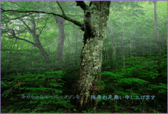 「朝霧のブナの森」
