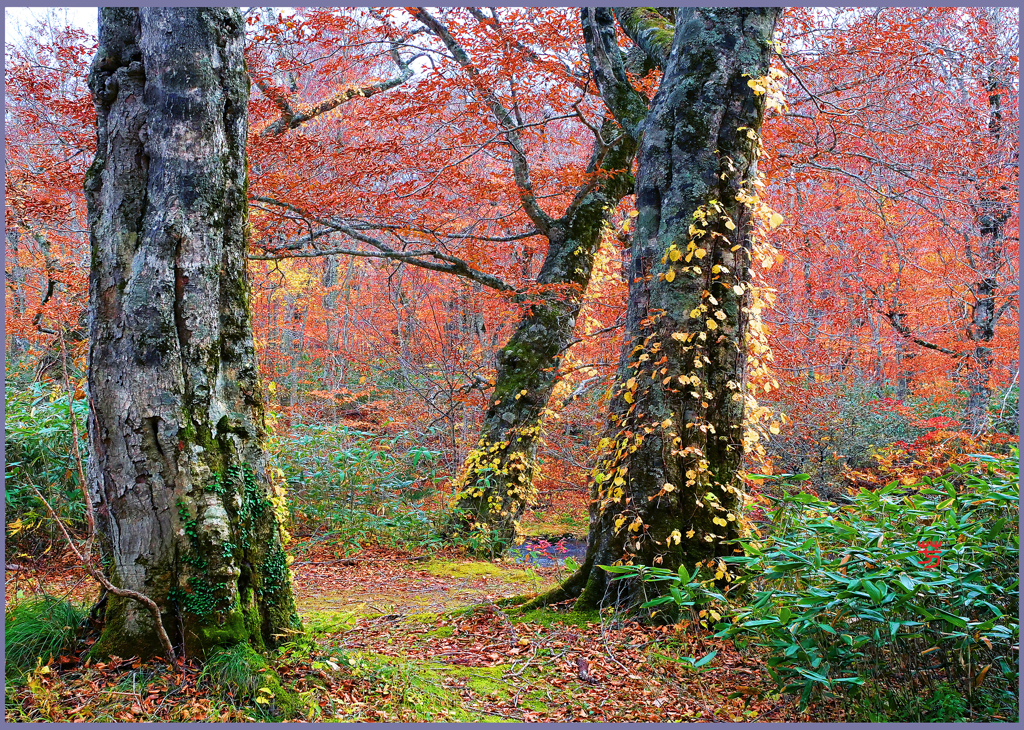 「八甲田山.ブナ林　Ⅱ」