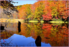 菅沼　Ⅲ (蔦沼圏内）