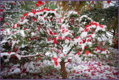 「クリスマスツリー」