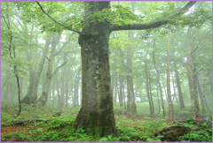 霧のブナ林　Ⅴ