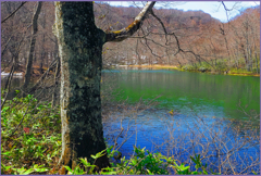 菅沼「ブナ素肌」