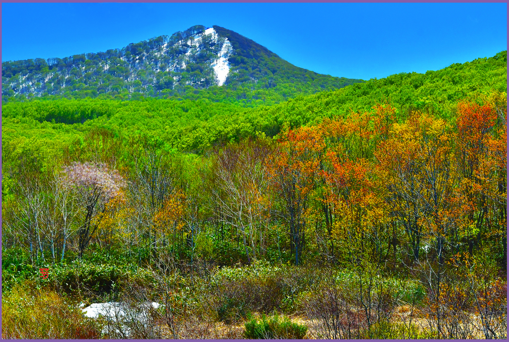 「映える春もみじ」