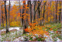 八甲田山「雪紅葉」