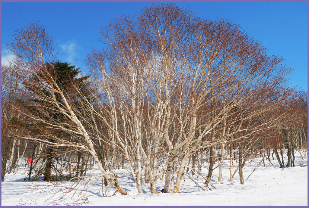 八甲田山.田代平高原「ダテ樺3」