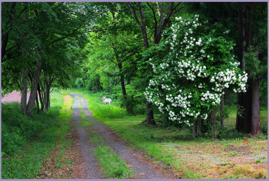 「まきばへの小路」