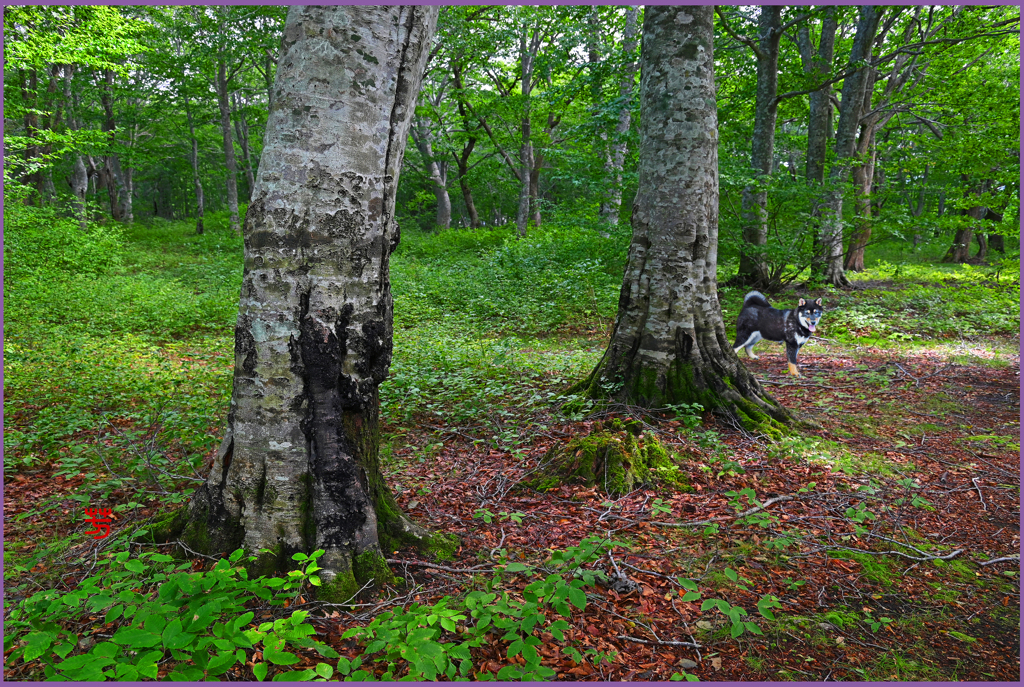 ブナ林探索