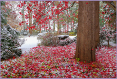 「雪に香る 3」