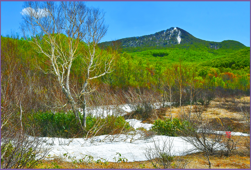 八甲田山「映えるダテ樺」