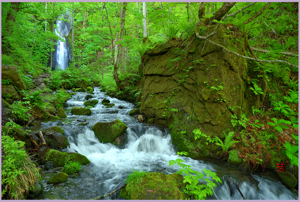 奥入瀬「万緑の雲井の滝」