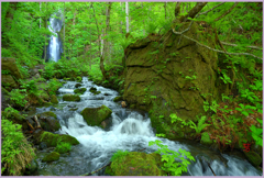 奥入瀬「万緑の雲井の滝」