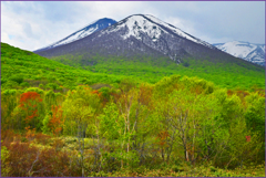 「若葉萌ゆる」