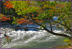 奥入瀬渓流「焼山.紅葉」