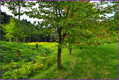 「小さい秋」Ⅲ