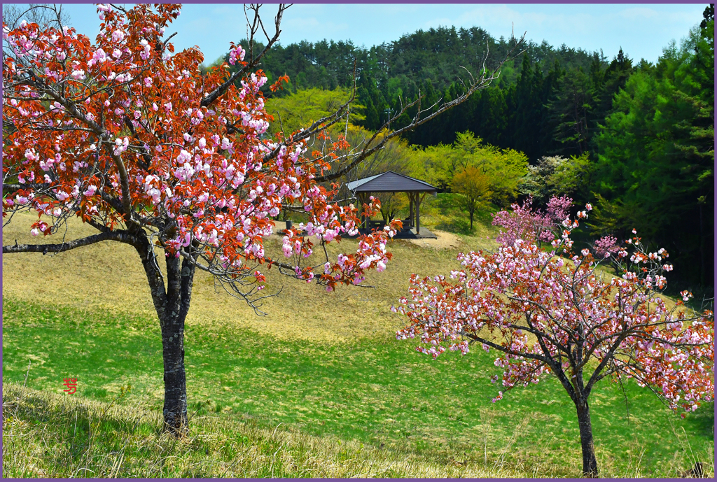 「春爛漫　Ⅱ」