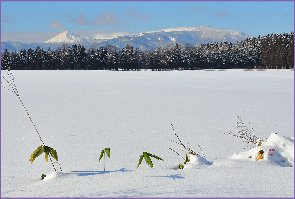 「八甲田山と八幡岳」Ⅱ