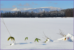 「八甲田山と八幡岳」Ⅱ