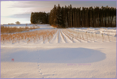 「朝焼けの詩」