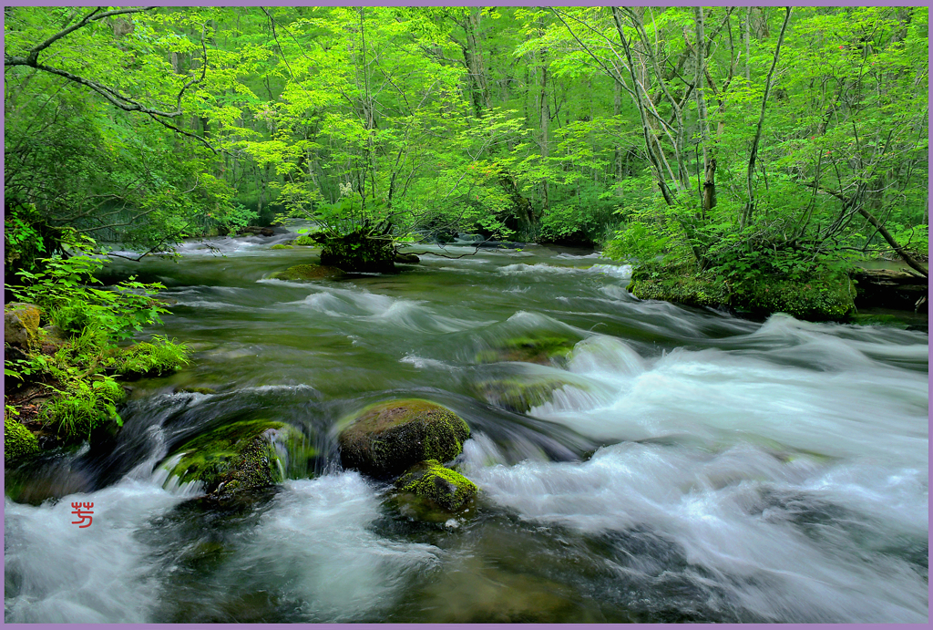 新緑の奥入瀬　Ⅱ