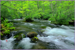 新緑の奥入瀬　Ⅱ