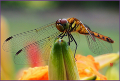 「立秋トンボ」