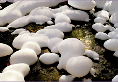 奥入瀬「マッシュルーム」