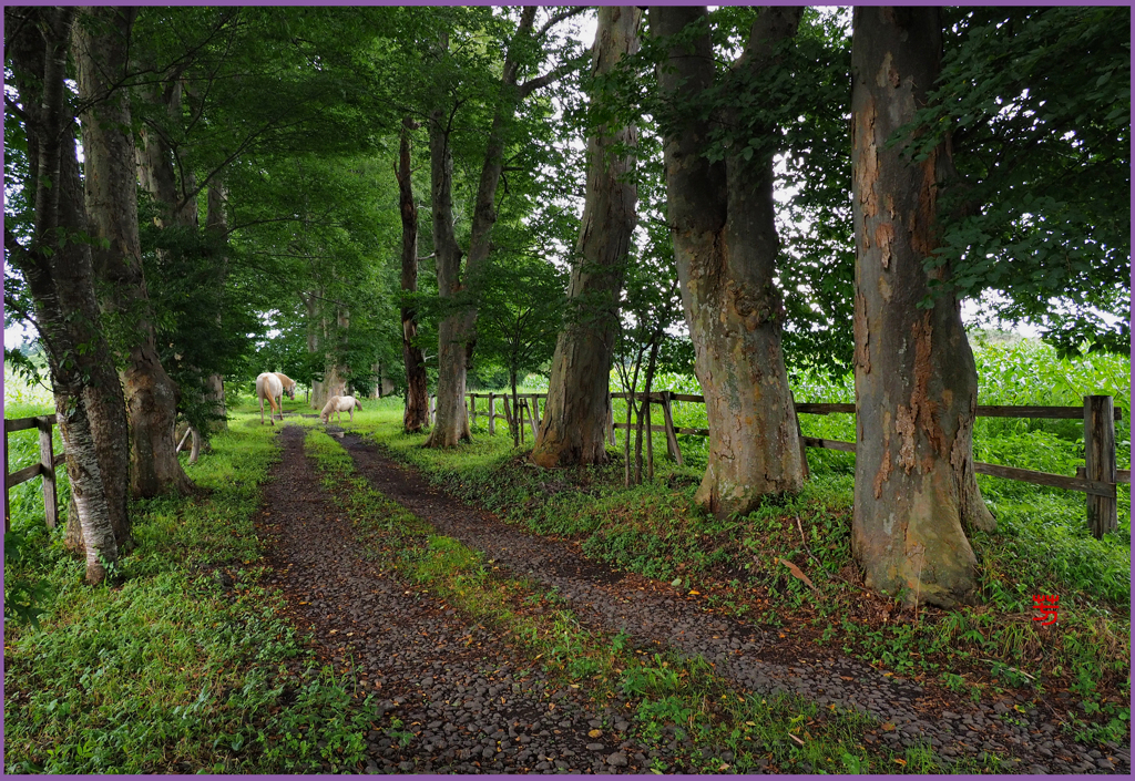 「トウキビの牧場」
