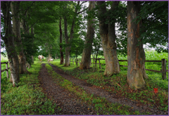 「トウキビの牧場」