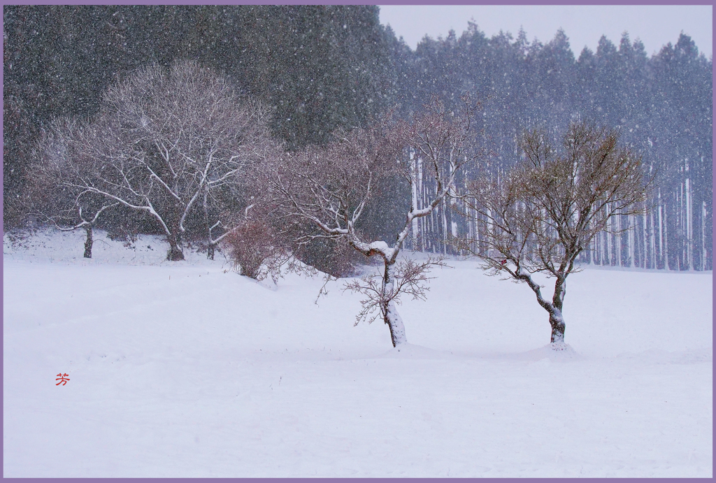 十和田平野「粉雪の朝 Ⅱ」