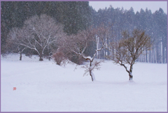十和田平野「粉雪の朝 Ⅱ」