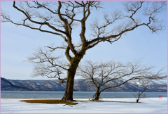 ＠ 湖の立ち樹　Ⅱ
