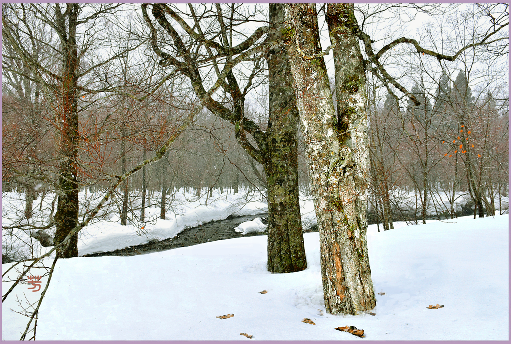 八甲田山.雪のブナ林