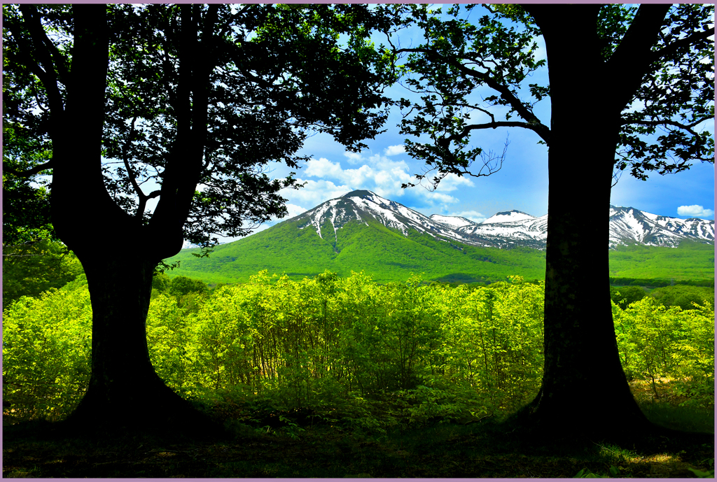 八甲田山「残雪と若葉　Ⅷ」