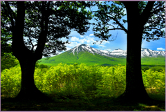 八甲田山「残雪と若葉　Ⅷ」