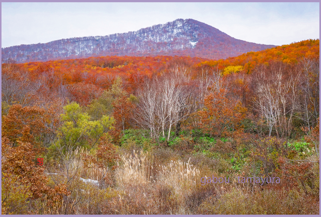 「田代平高原」
