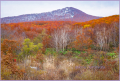 「田代平高原」