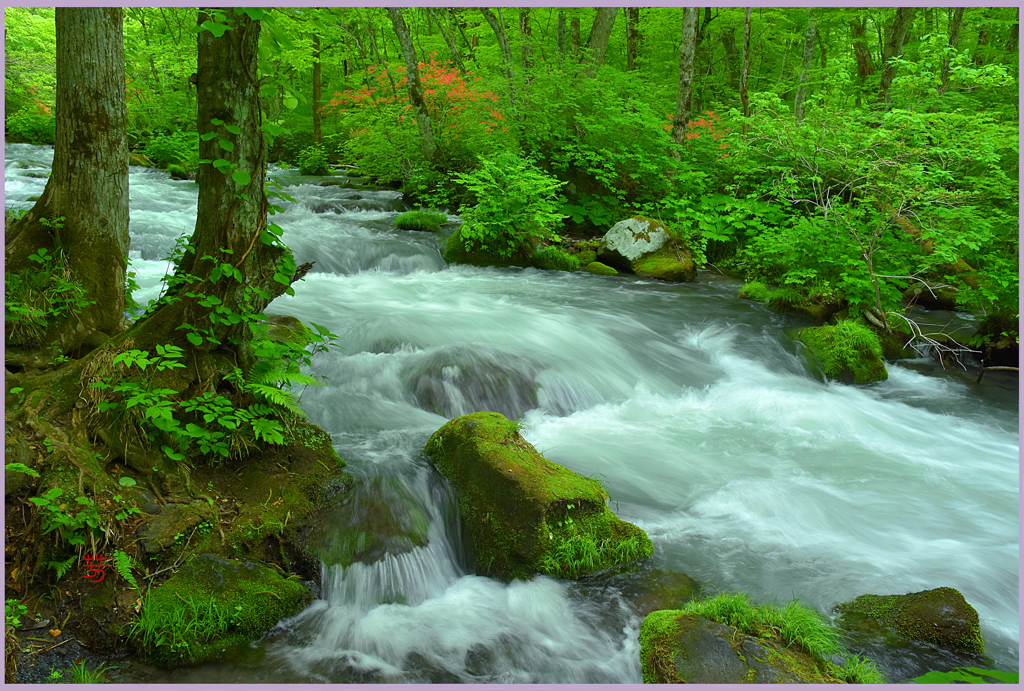  奥入瀬「ツツジ咲く三乱れの流れ.下流」