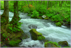  奥入瀬「ツツジ咲く三乱れの流れ.下流」