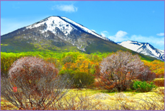 八甲田山.春紅葉　Ⅳ