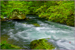 若葉の上阿修羅の流れ