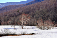 八甲田山残雪　Ⅲ