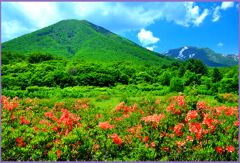 八甲田雛岳「田代平高原」　