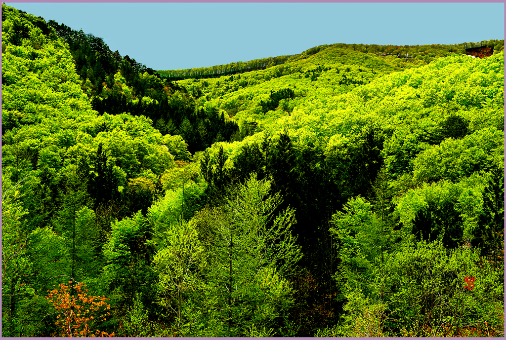 八甲田山.中岳「輝く新緑」