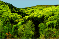 八甲田山.中岳「輝く新緑」