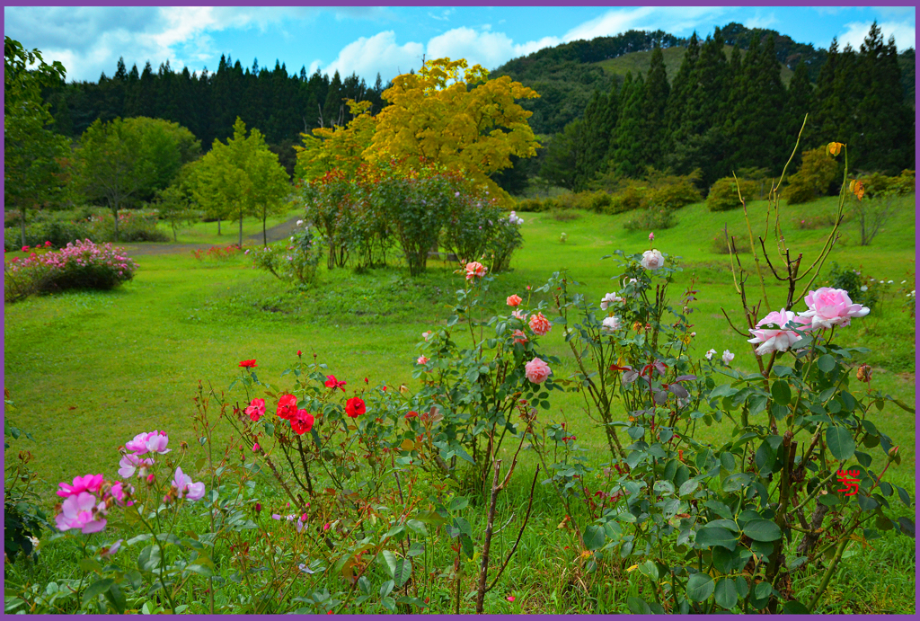 「東八甲田ローズカントリー」7